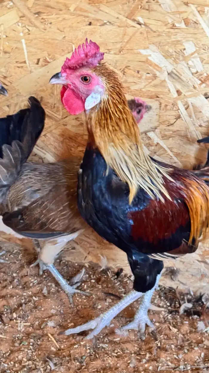 دجاج عربي ترثه اصيل فري 45