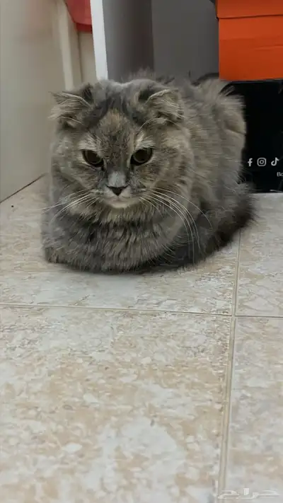 قطه لقيتها بالشارع - حي الملقا index