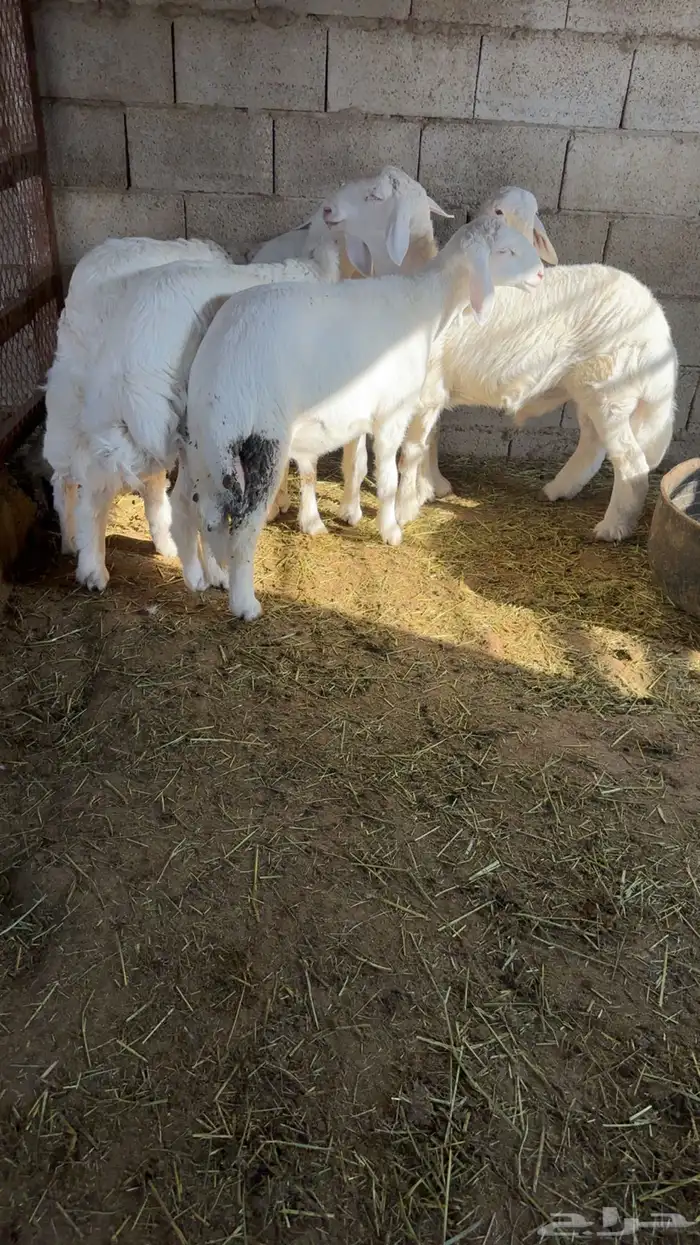 هرافى حريه طيبه 0