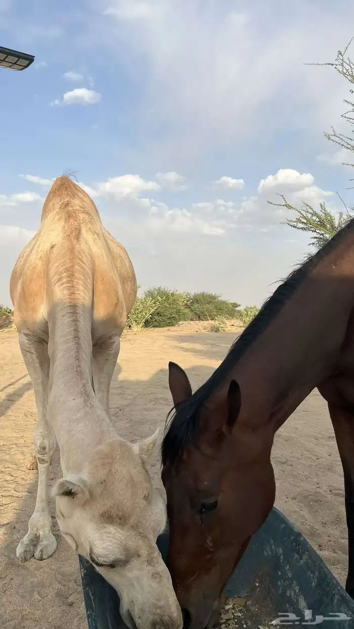 فرس إنجليزيه بأوراق 1