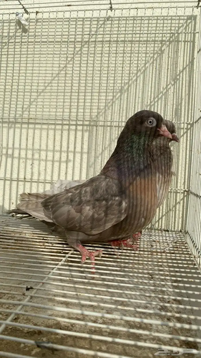 حمام قلاب كوره ألوان نوادر 0