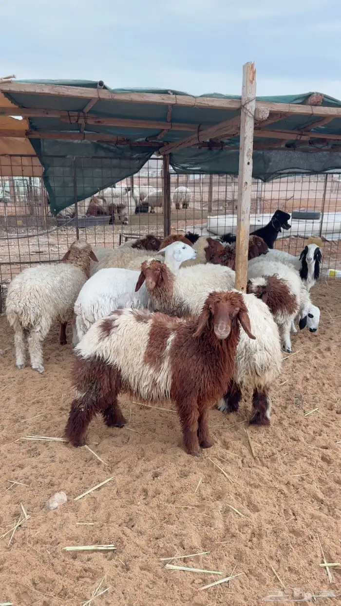 رخال العدد 15( بريدة) 3