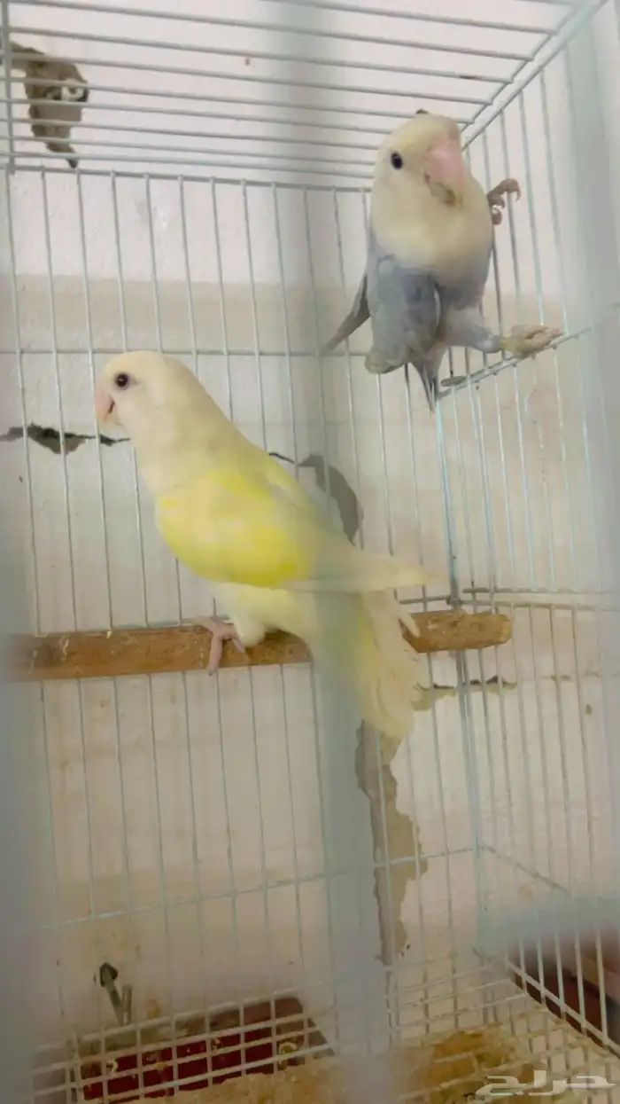 جوز روز منتج 4