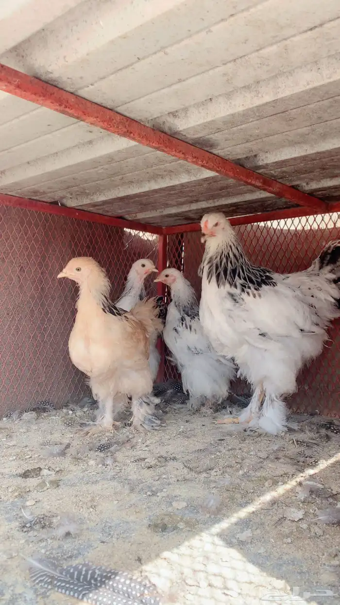 دجاج براهما اصيل انتاج تحضين 0