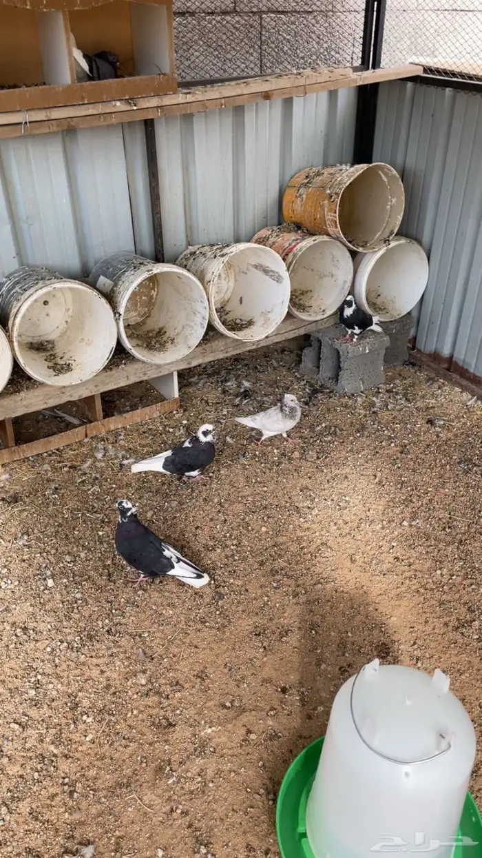 ماشاءالله تبارك الله للبيع قطايف معاريف 1