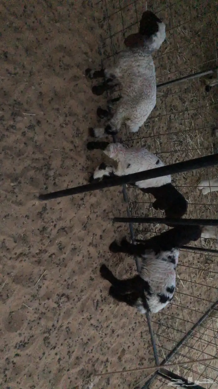 دواغير نعيمي عدد 4 2