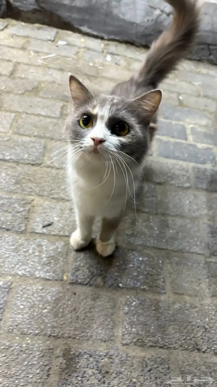 القطه ضايعه موجوده في حي الفتح 1