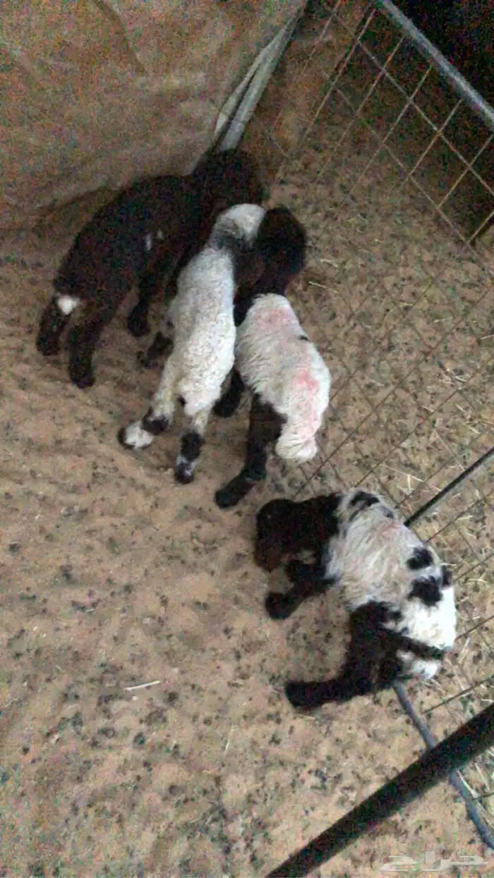 دواغير نعيمي عدد 4 0