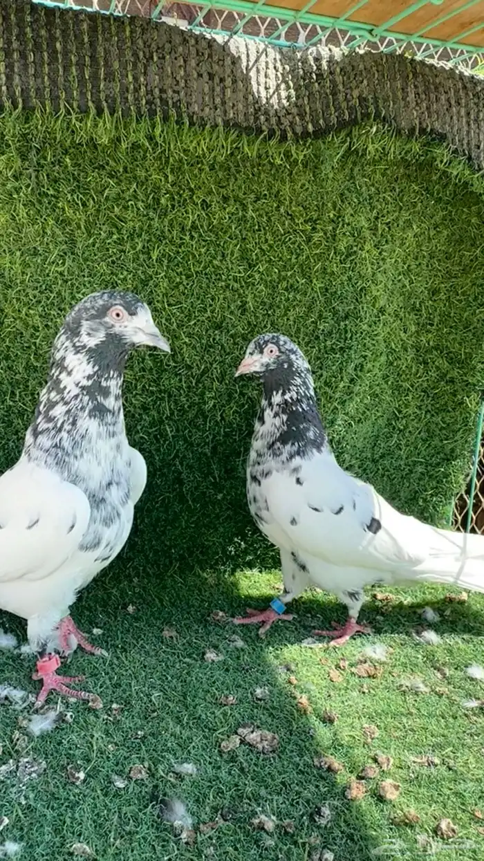 تيدي جونسرا TOB 0