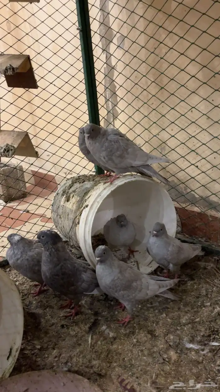 حمام غير معروف بس انا الي اشوف حمام قلابي ي لوت ي قلاب 2