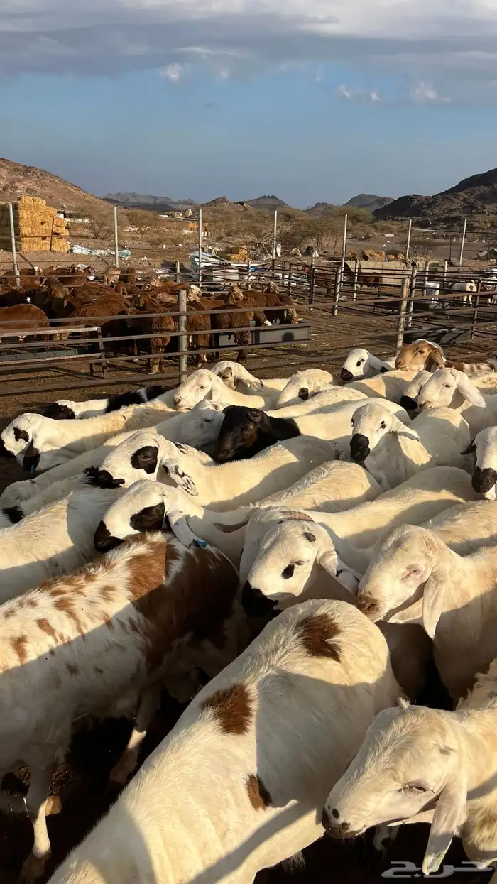 طليان سواكن جادعان شبيه الحري 9