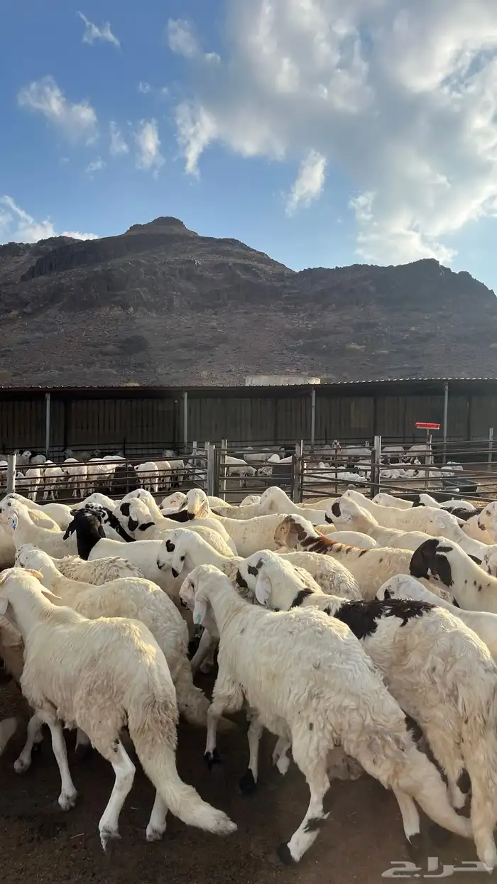 طليان سواكن جادعان شبيه الحري 25
