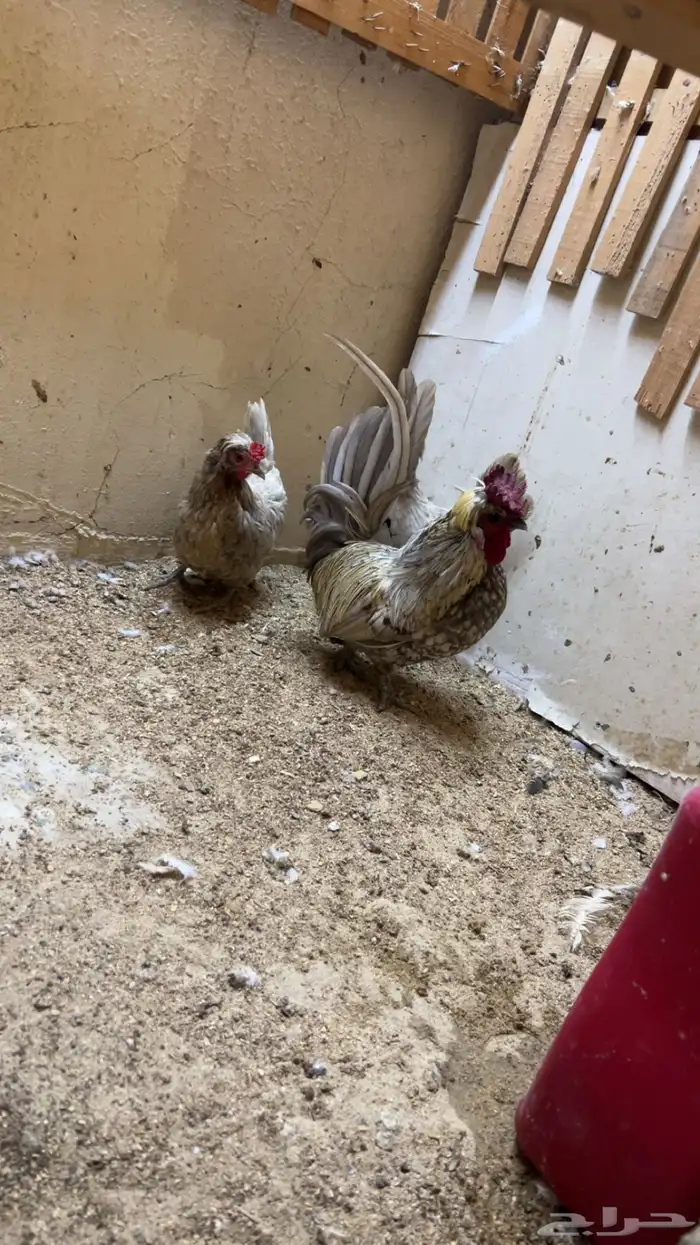 طقم حباحب توب التوب ماشاء الله 3