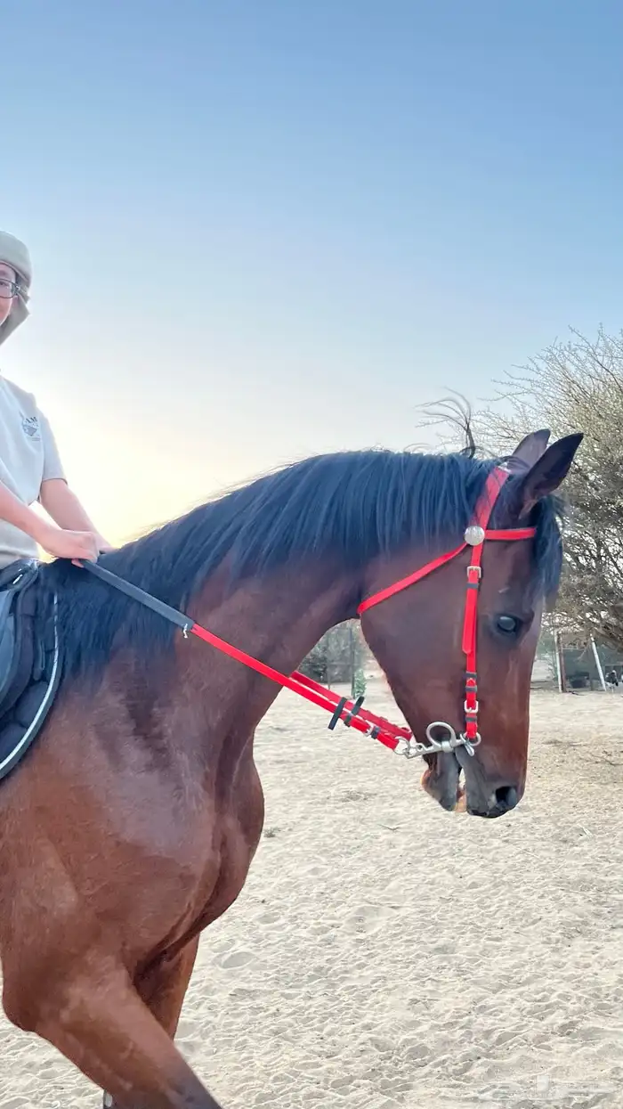 فرس إنجليزيه بأوراق 0