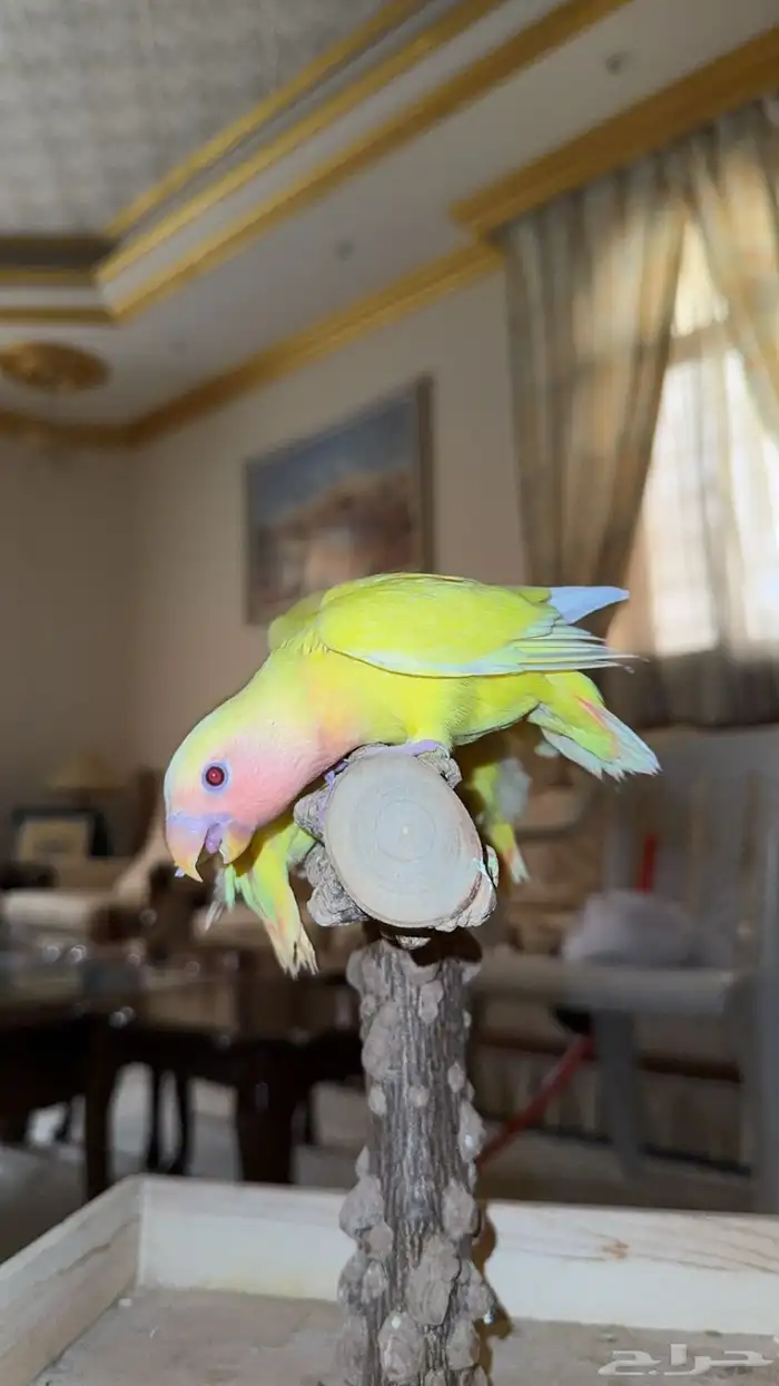 فروخ روز ((تم البيع ) احجام سوبر جنامبو 0