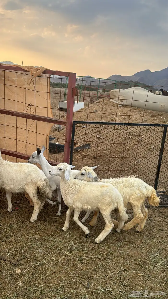 للبيع بهم حريات 9 روس ترييه من 720ريال 4