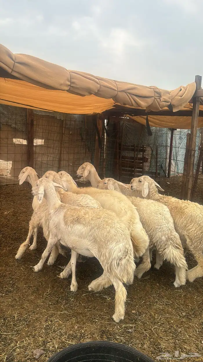 للبيع رخال صنف 9 روس بي فحلها حرش مضاريع 4