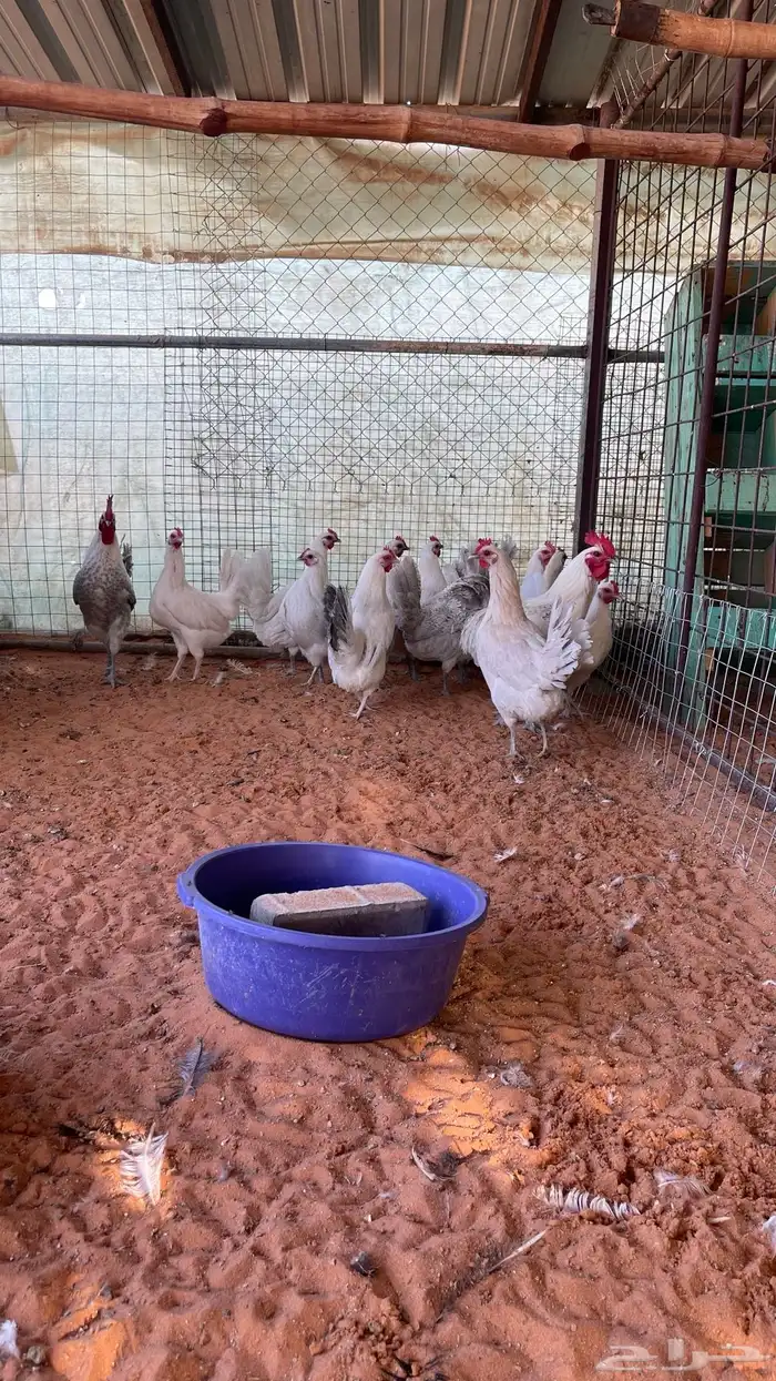 بيض مخصب اكثر من نوع 4