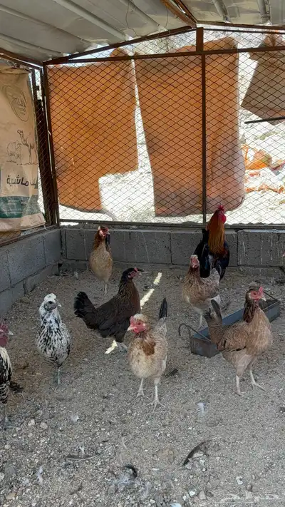 دجاج عربي افرق index