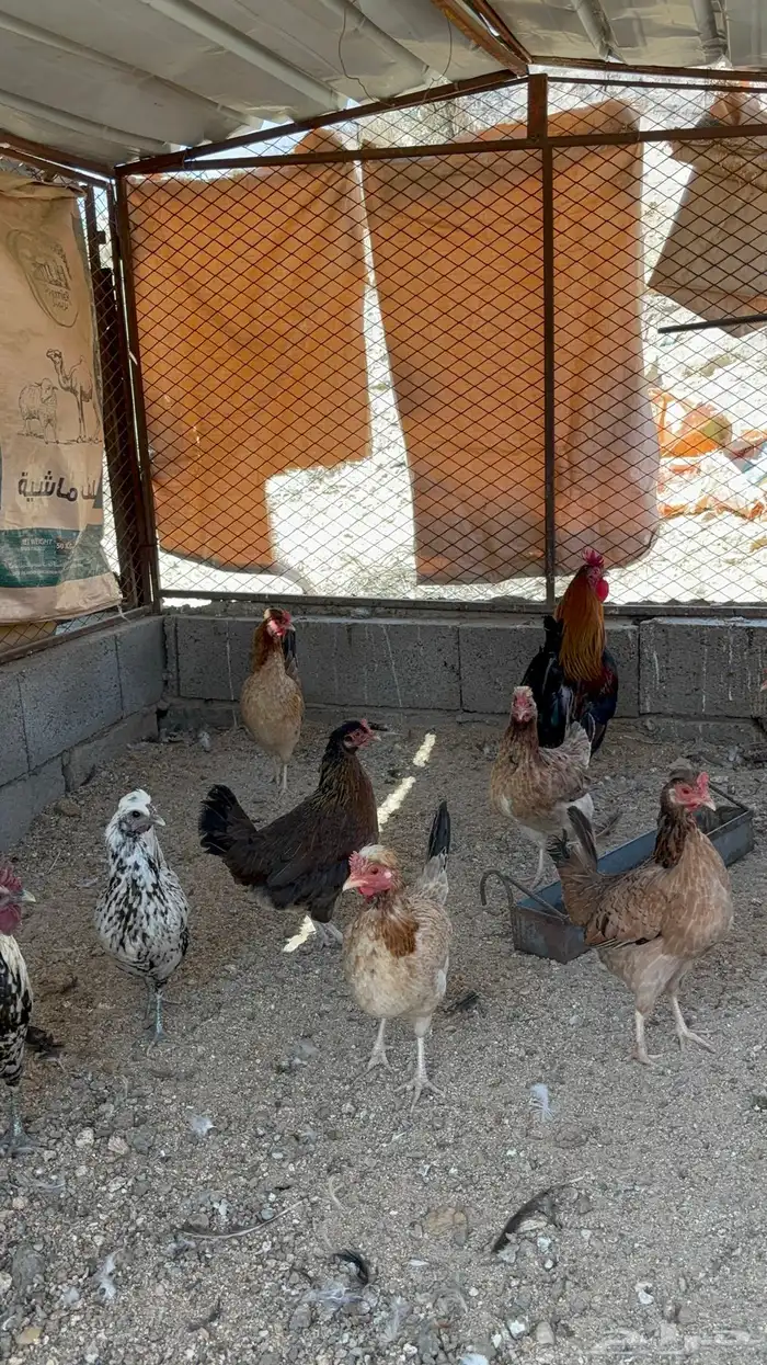 دجاج عربي افرق 2