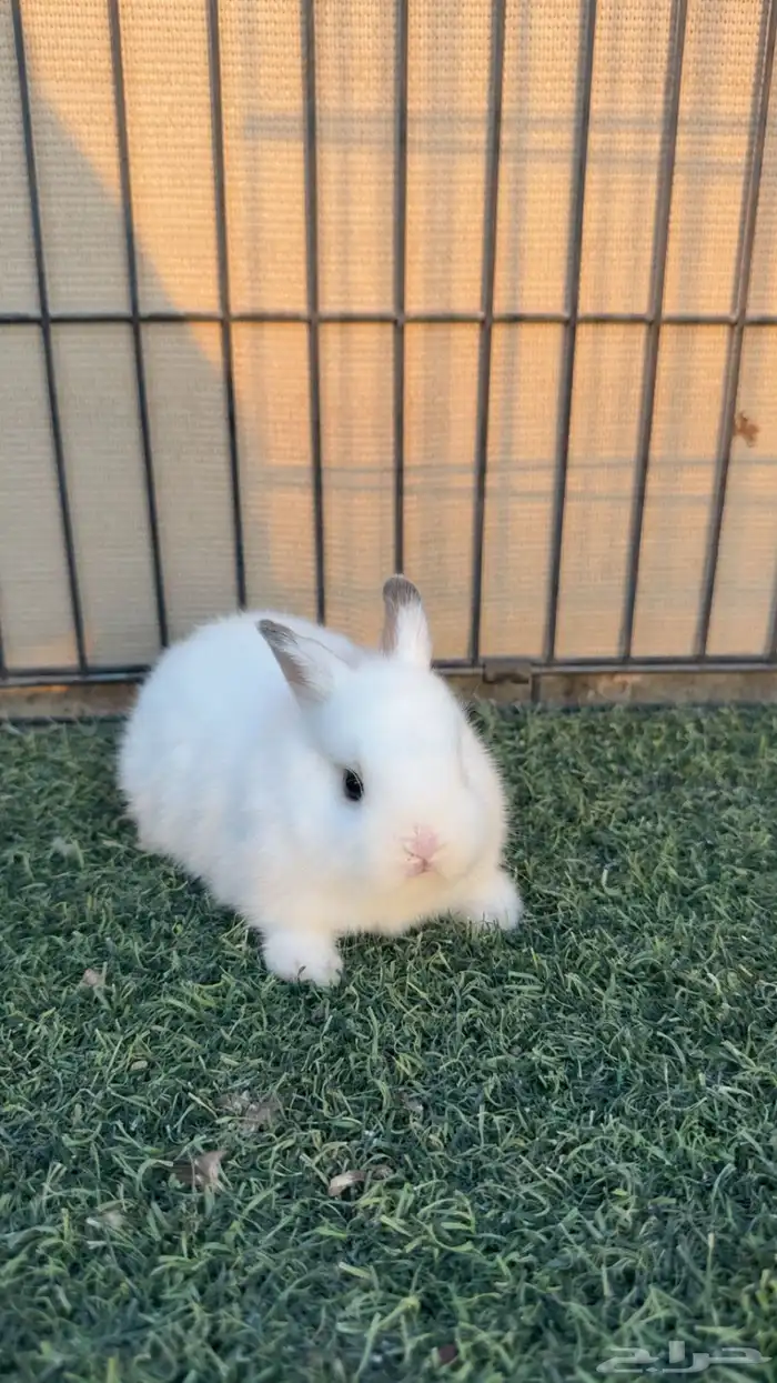 ارانب القزمي انذر لاند 0