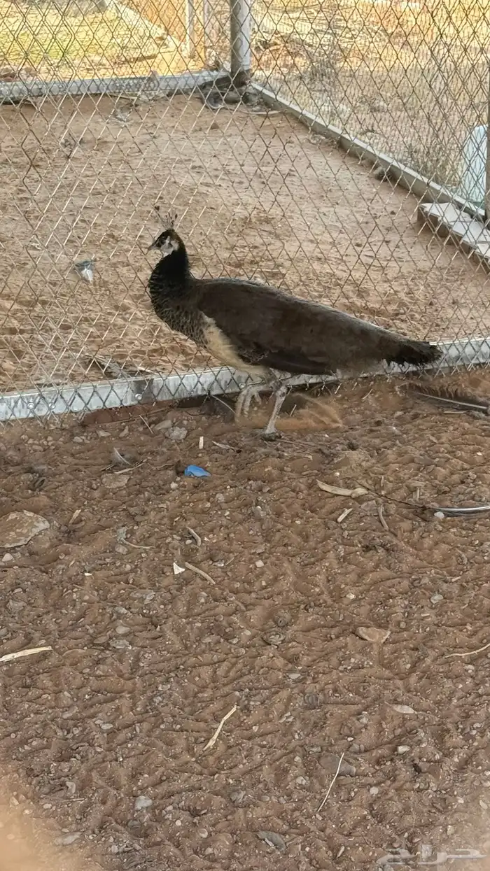 انثى الطاؤس للبيع 0