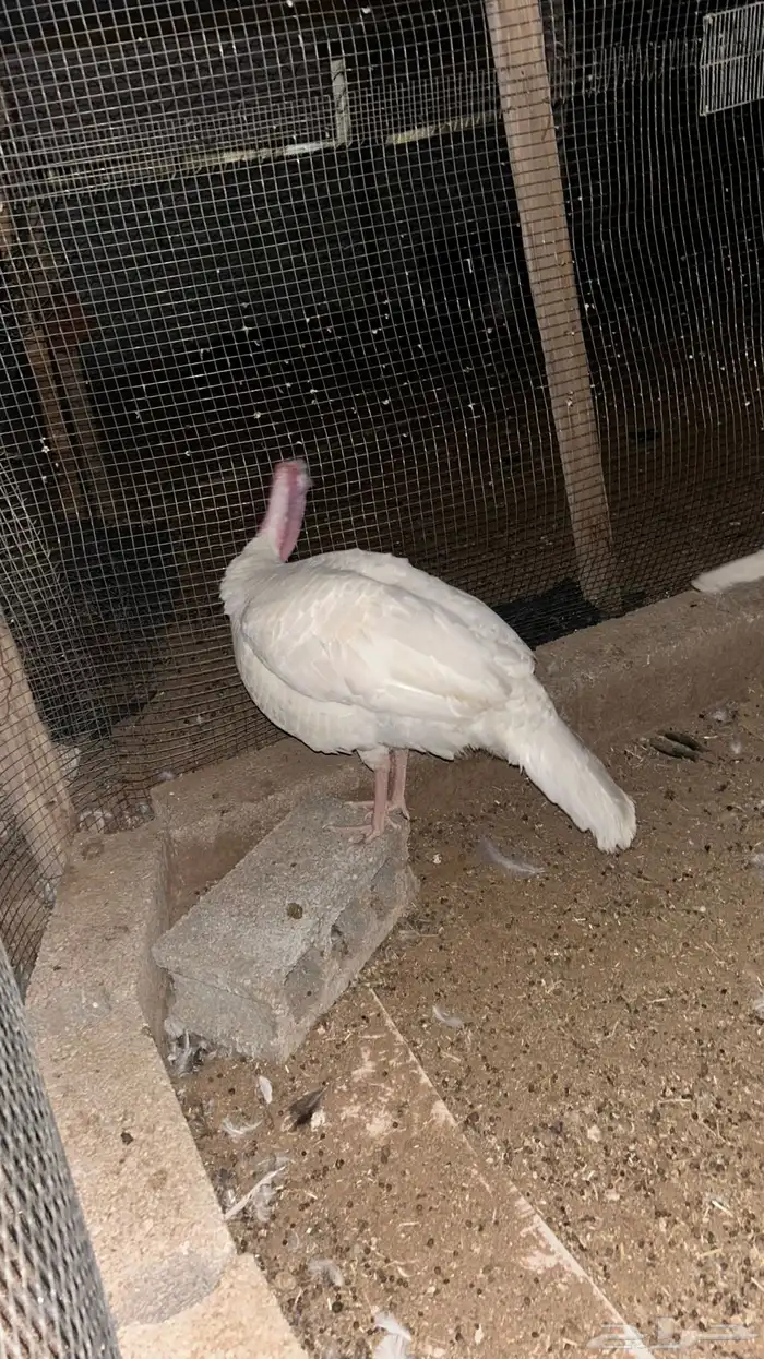 رومي للبيع 0