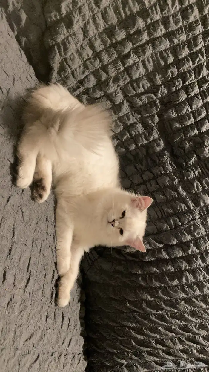 كيتن اثنى شيرازي 3