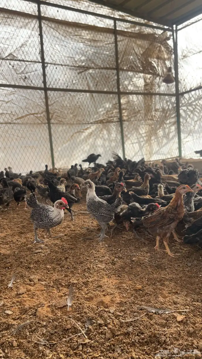 دجاج بلدي وفيومي 0