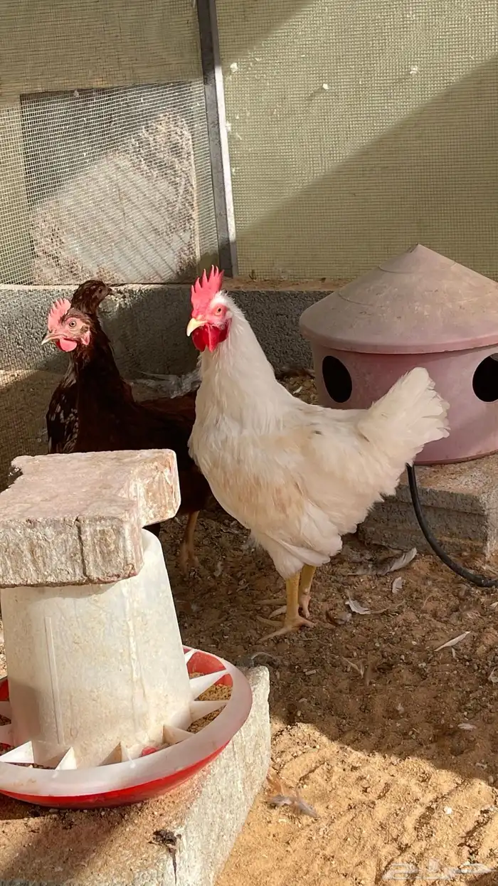 ديكه لوهمان 1