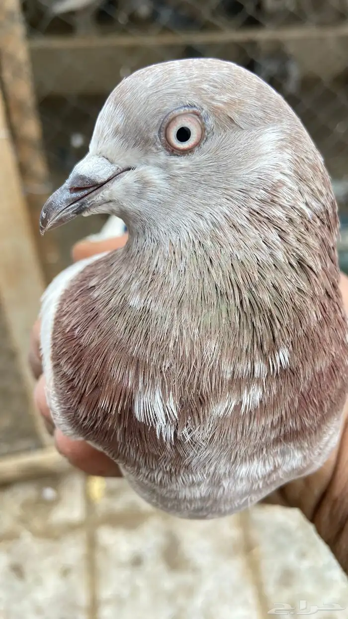 حمام باكستاني لاكا 2