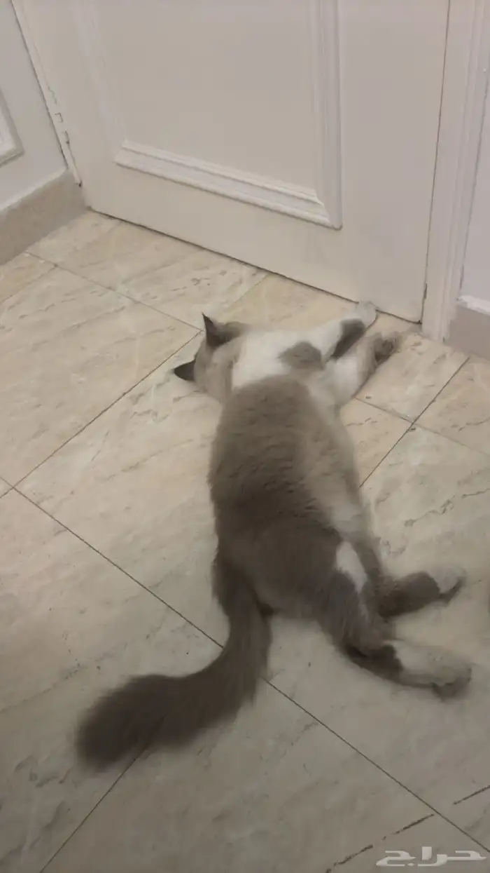 قطو هملايا للتبني 5