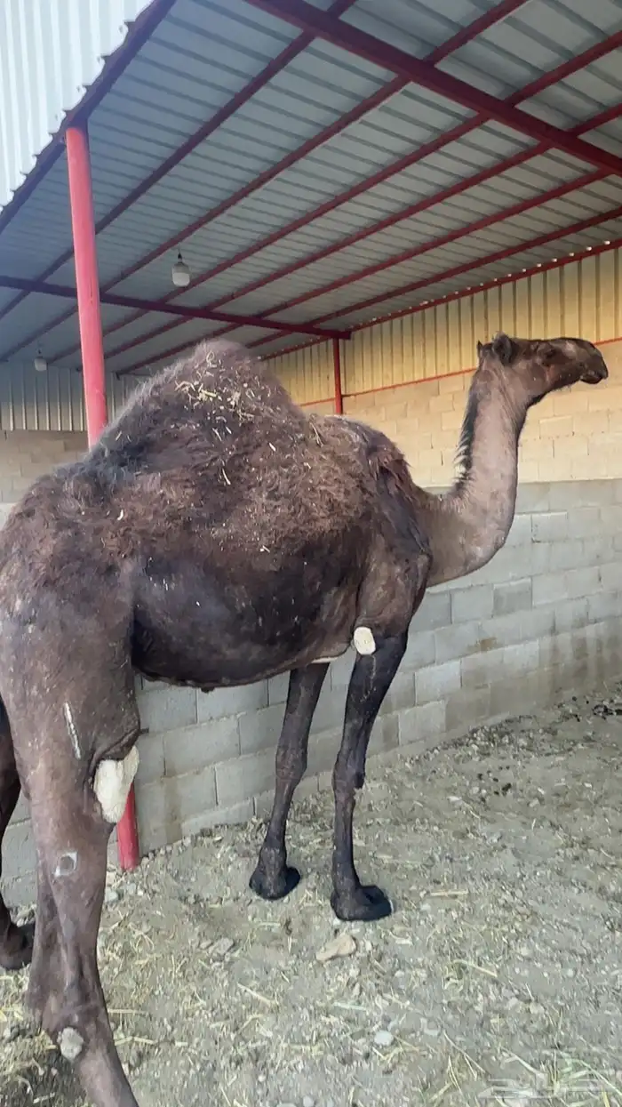 ناقه للبيع 1