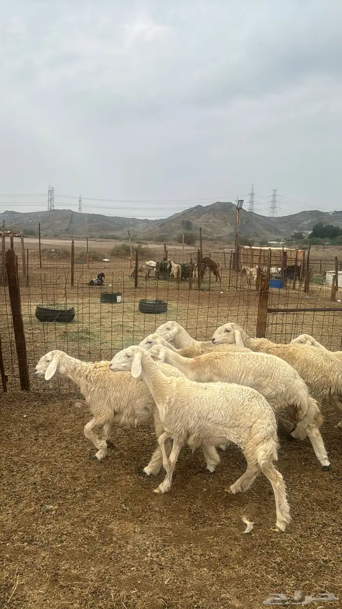 للبيع رخال صنف 9 روس بي فحلها حرش مضاريع 13