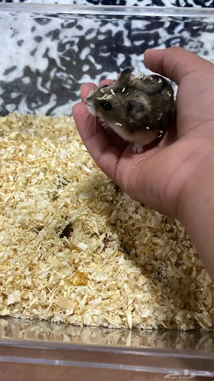 هامستر متربي ويا الخشب والأكل ويا الحوض ويا الألعاب سوم 0