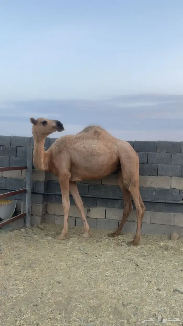 بكار للبيع ( تم البيع) 6