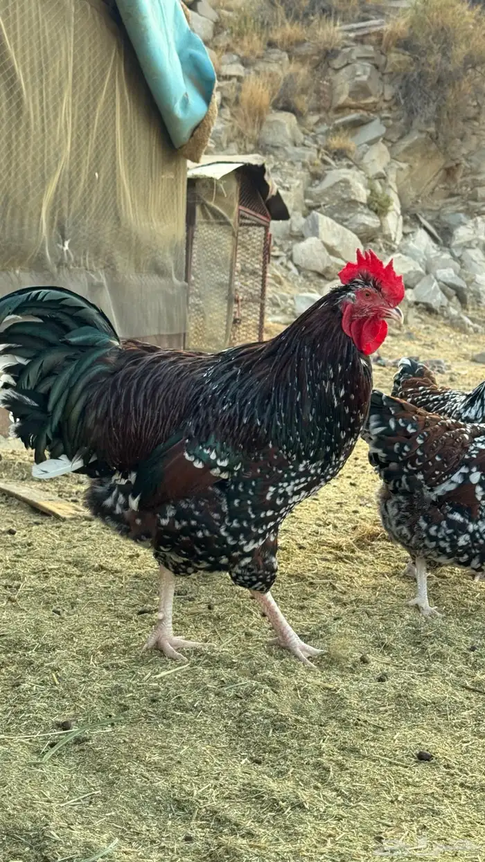 دجاج سوساكس 1