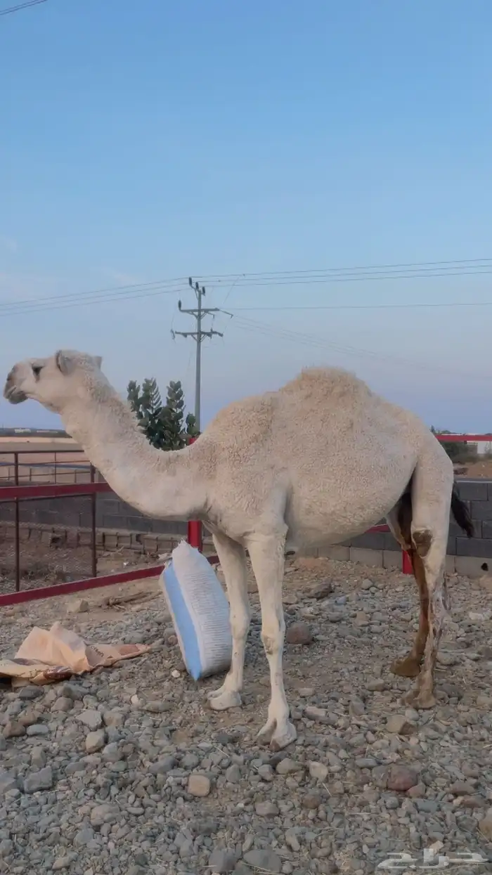 بكار للبيع ( تم البيع) 4