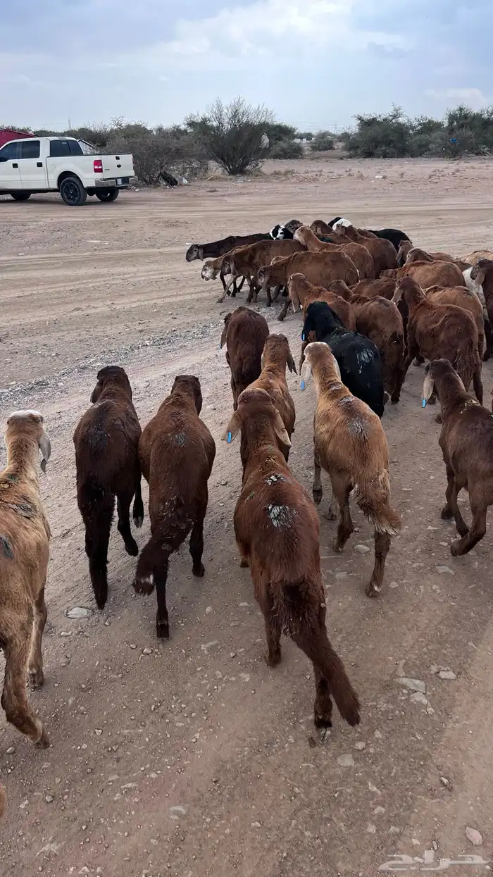 طليان سواكن حمري 1