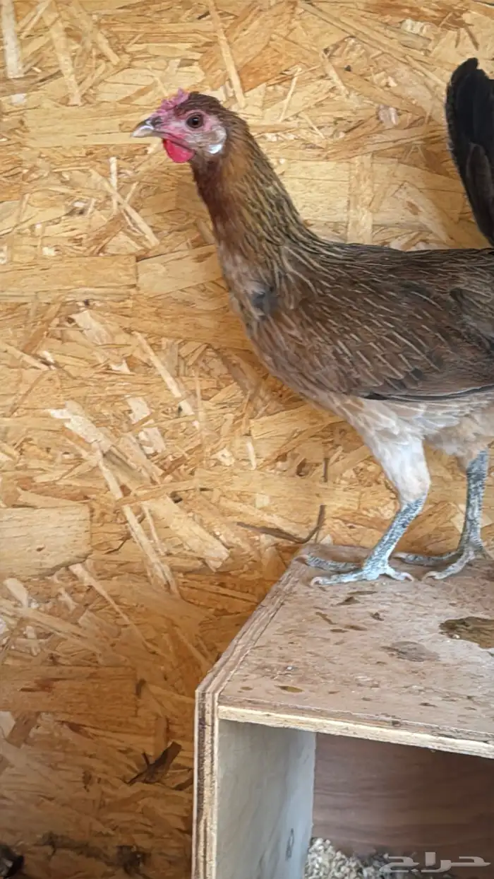 دجاج عربي ترثه اصيل فري 59