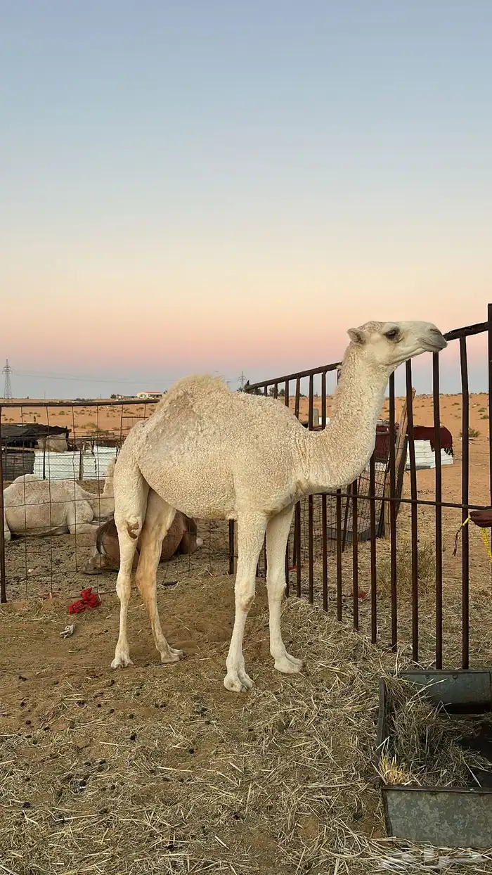 بكره لقييه على الهدب 0