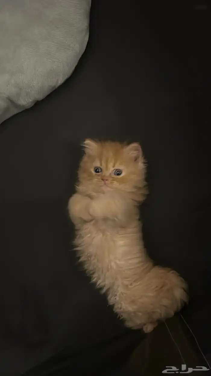 كيتن للبيع 0