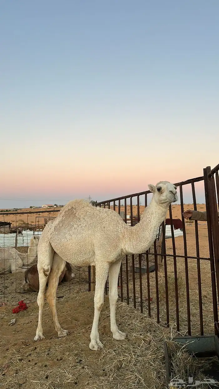 بكره لقييه على الهدب 1