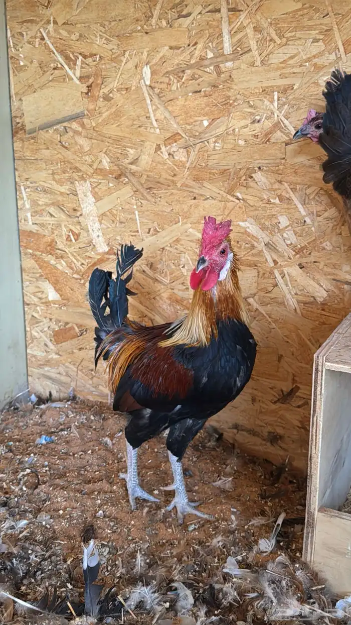 دجاج عربي ترثه اصيل فري 14