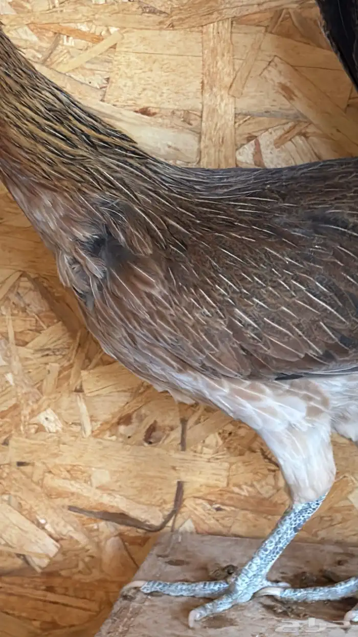 دجاج عربي ترثه اصيل فري 52