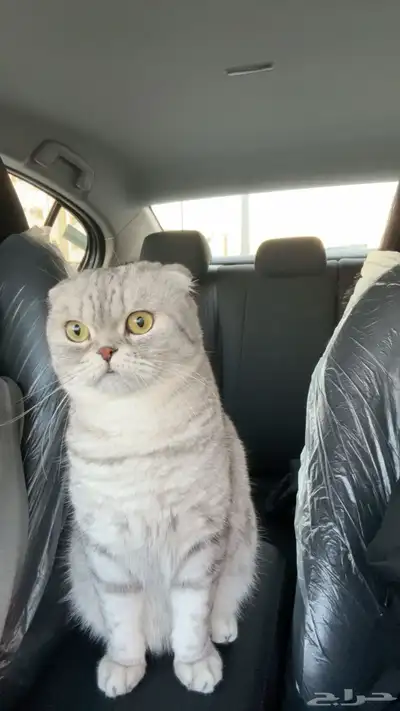 للبيع قطة سكوتش فولد index