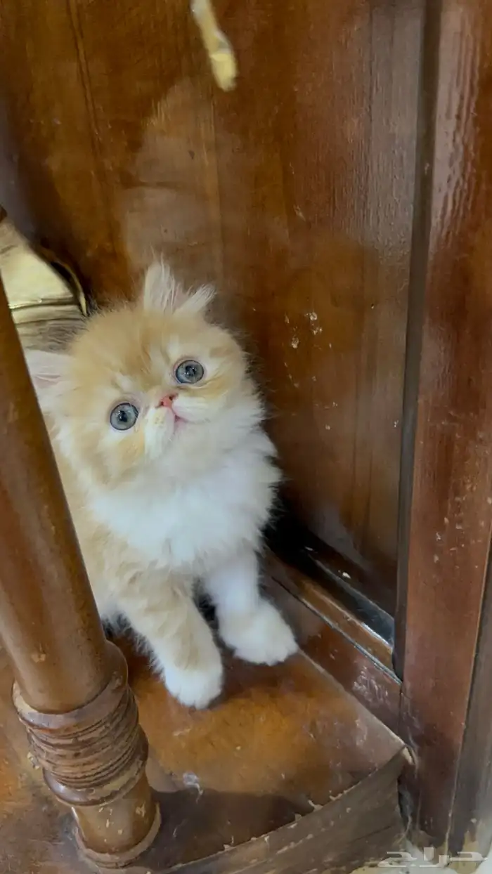 تلات دكور بيرشن بيكي فيس ودول فيس العمر شهر ونص 7