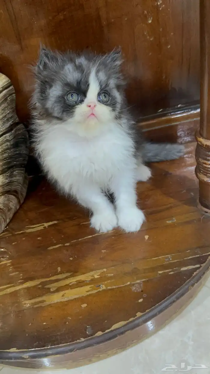 تلات دكور بيرشن بيكي فيس ودول فيس العمر شهر ونص 10