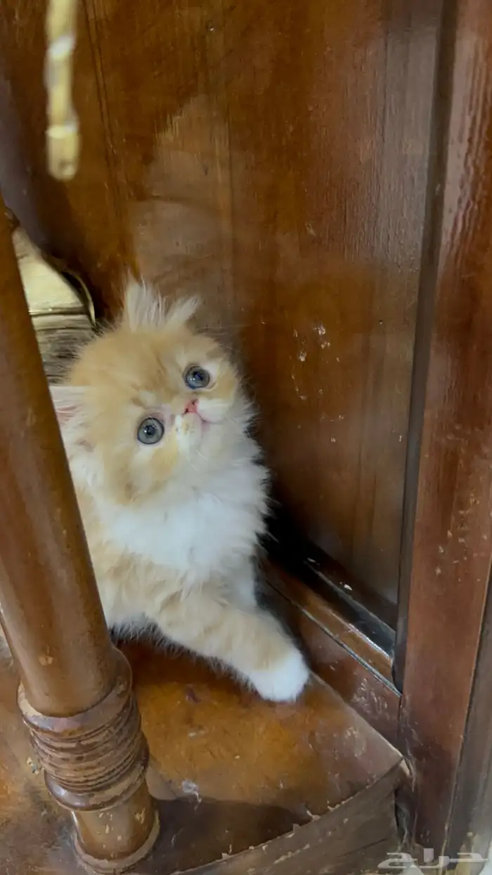 تلات دكور بيرشن بيكي فيس ودول فيس العمر شهر ونص 6