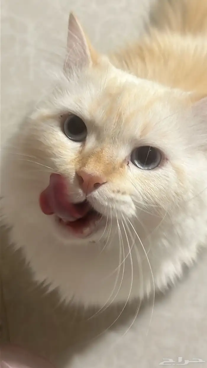 قطط للتبني 1